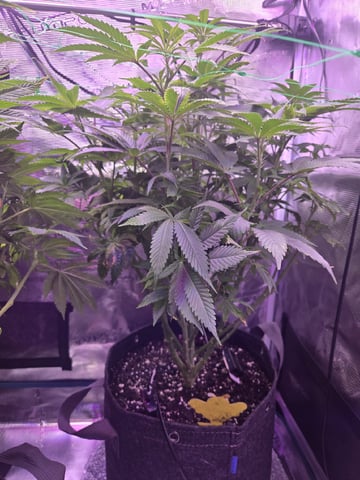 4 strains in 1 tent — flower, day 69