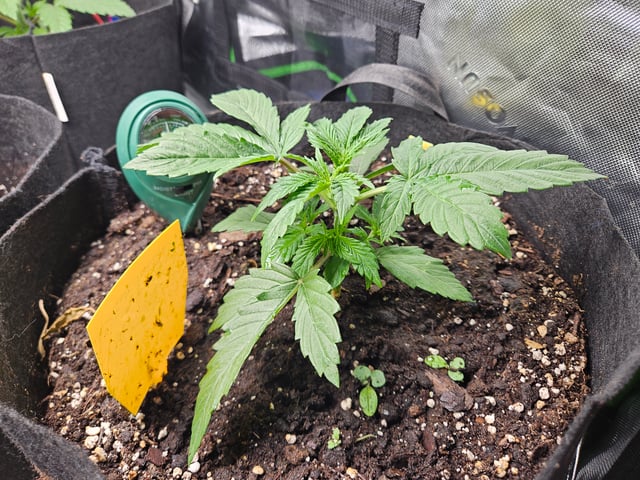 Special Queen 1 Fem+ Watermelon Auto — vegetative, day 16