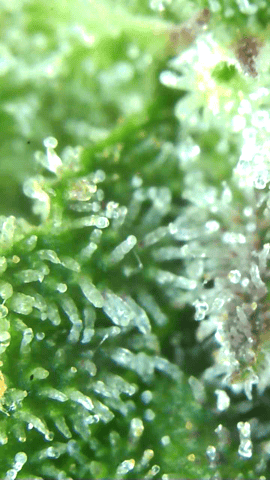 First Legal Grow — flower, day 136