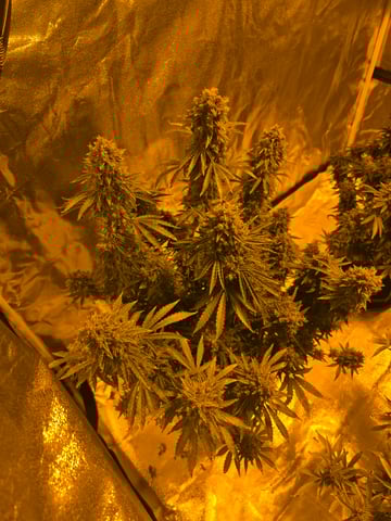 2nd Autoflower Indoor Grow — flower, day 104