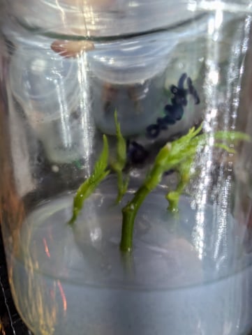 Plant in a test tube — seedling_rooting, day 201