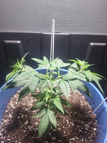 5 Random Seeds in a pot I found in my grinder. — vegetative, day 38
