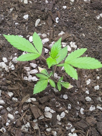 Audrey III — vegetative, day 40