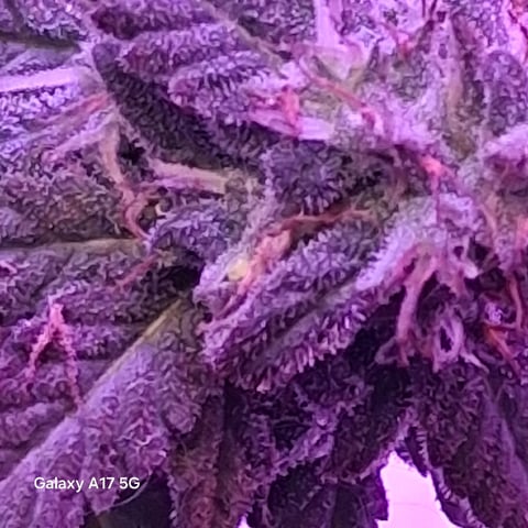 First Lagit Grow — none, day 39