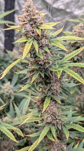Strawberry Cheesecake Seedsman Seeds Autoflowers x2 — flower, day 89