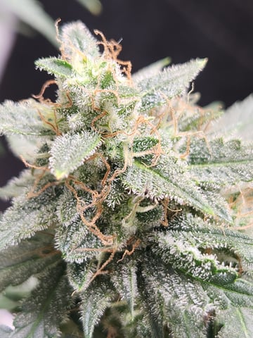 Mephisto Apple Crush in Nature's Living Soil  — flower, day 68