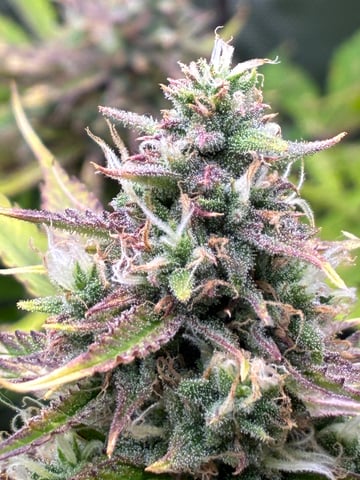 Ztrawberriez (Auto) 2026 - 1 — flower, day 67