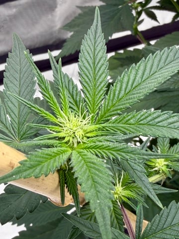 Bluntz Grow — flower, day 17