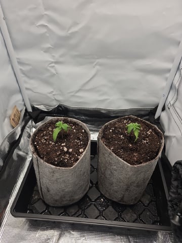 Strawberry Sugar  — seedling_rooting, day 14