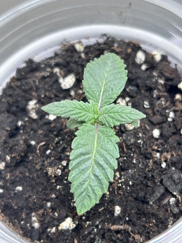 Stardust OG  — vegetative, day 1