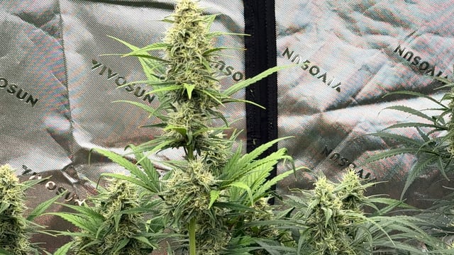 Banana Guava/ Mendo Cherry Cookies  — grow_setup, day 2
