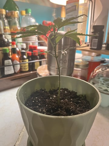 Banjo Clones — vegetative, day 45