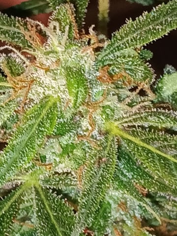 aurora auto — flower, day 77