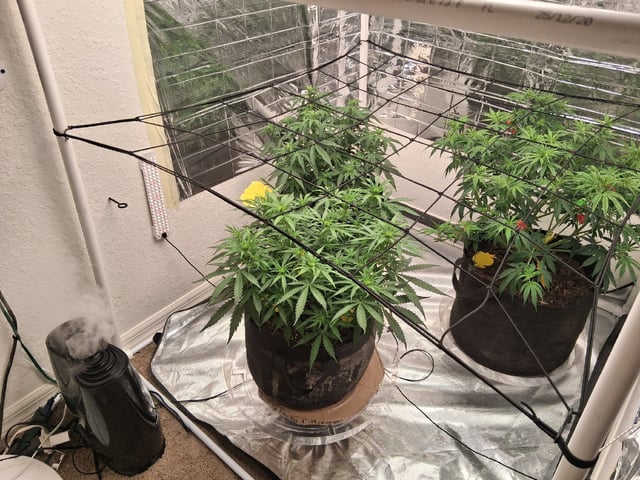 Seedman mix auto & seedman mix auto & GodFather OG — auto, day 55