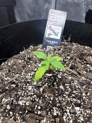 Gorilla Cookies — 1st Grow — vegetative, day 20