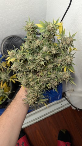 Double Smile And (Alien Vs Triangle X Strawberry Nuggets)