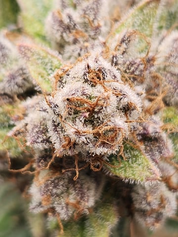 Mephisto Apple Crush and Pop tart OG in Nature's Living Soil.  — flower, day 71