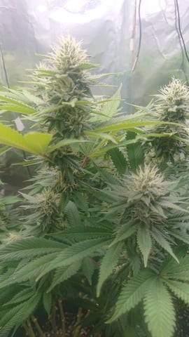 Closet grow  — flower, day 64