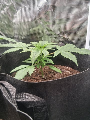 First Indoor Grow  — vegetative, day 23