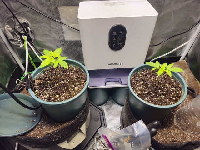 Kushberry Moonrocks — vegetative, day 12