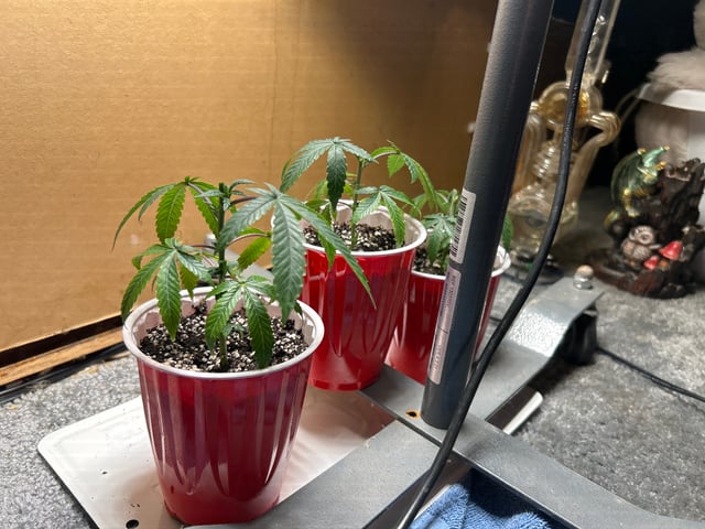 Wedding cake & Indoor Wedding Cake Clones — vegetative, day 26