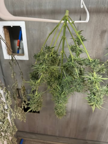 Grow Number 2 — harvest, day 65