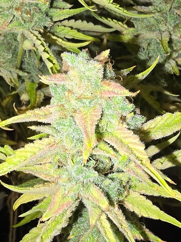 First Autoflower Indoor — flower, day 43