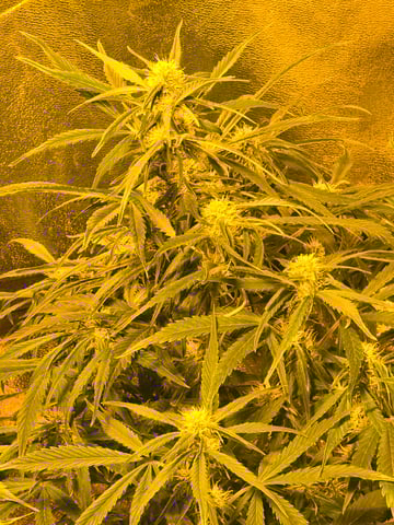2nd Autoflower Indoor Grow — flower, day 50