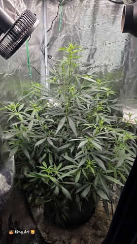 Slightly Stoopid Fruits  — flower, day 14