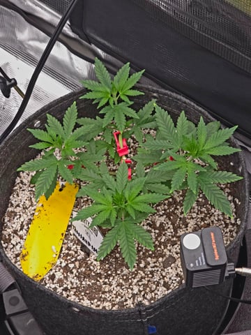 Dirty Bird - Thousand Island Fem & Platinum Kush Breath Remix x Grape Cakehead Fem Photo  — vegetative, day 30