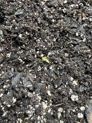 Gorilla Cookies 2nd Try — seedling_rooting, day 6