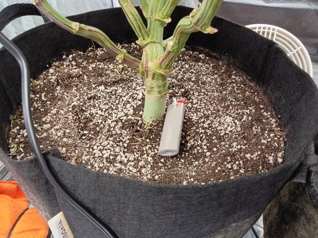 Starfighter/Ohio Guptilla Hybrid — flower, day 5