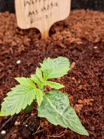 1st Grow Eva — seedling_rooting, day 9