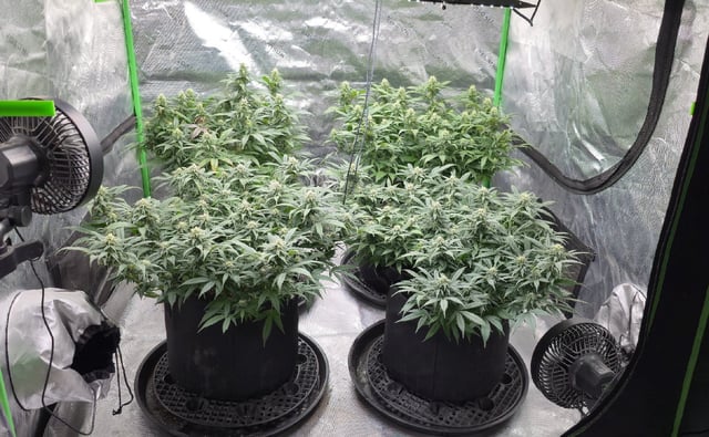 SBJ Clones — flower, day 91