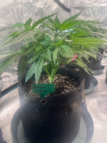  Amnesia Haze — vegetative, day 24