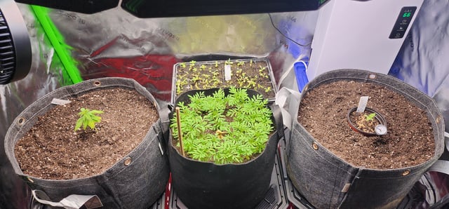 Here We Grow... — seedling_rooting, day 27