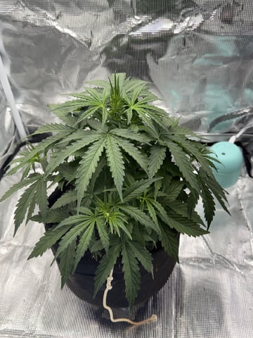 Indoor — vegetative, day 30