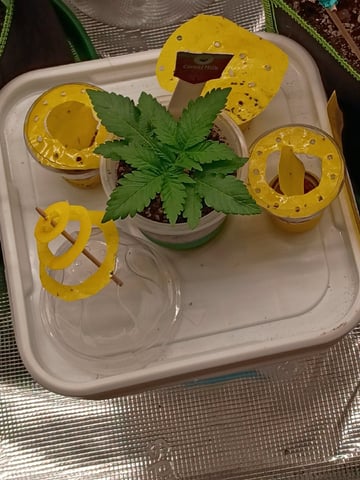 TentPlantLightFan — vegetative, day 46