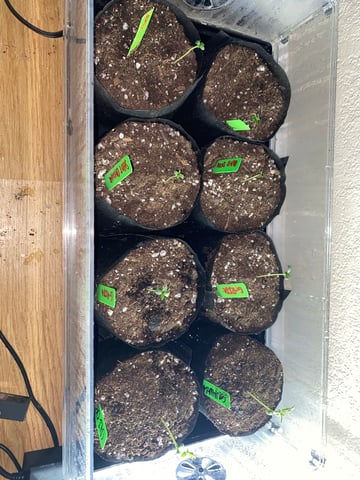 Solfire Gardens Grow — seedling_rooting, day 11