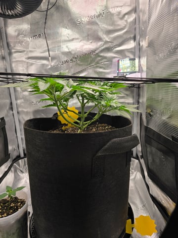 Northern lights #10 (Alaska) — vegetative, day 27
