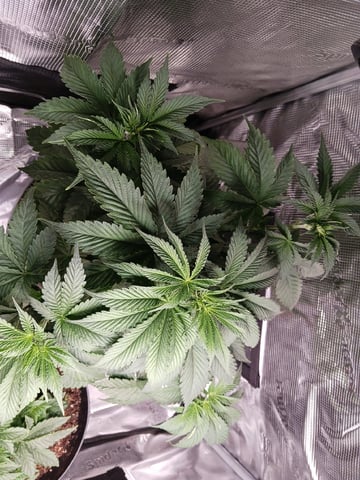 Gorilla Sherbert Feminized From Blimburn Seeds  — vegetative, day 32