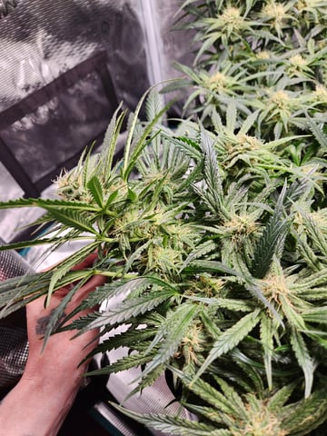 Autoflower grow. my first grow  — flower, day 54