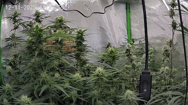 Bruce Banner (Auto) — flower, day 60