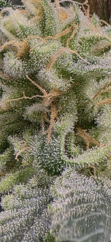 strawberry guava bx — flower, day 22