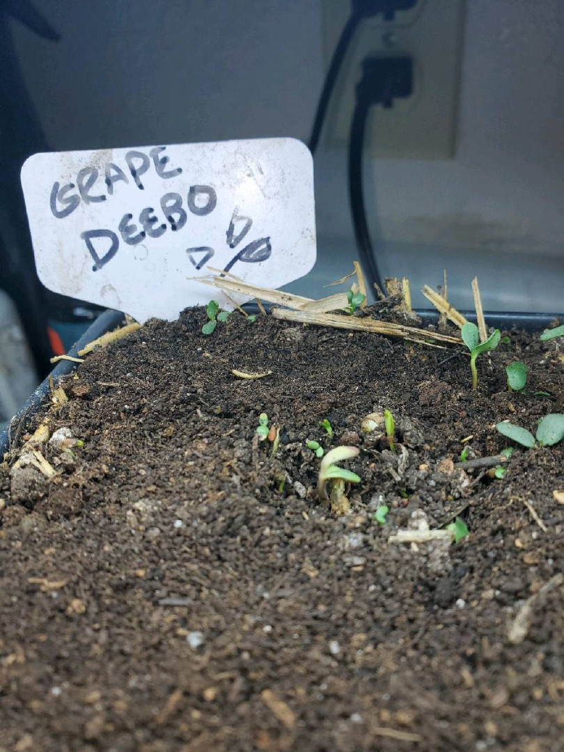 Auto Flower Run Fully Organic