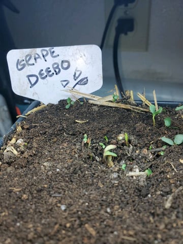 Auto Flower Run Fully Organic — seedling_rooting, day 1