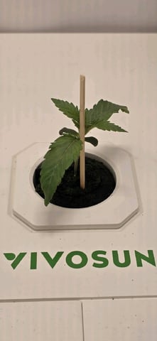 Vivosun Seed tent — vegetative, day 14