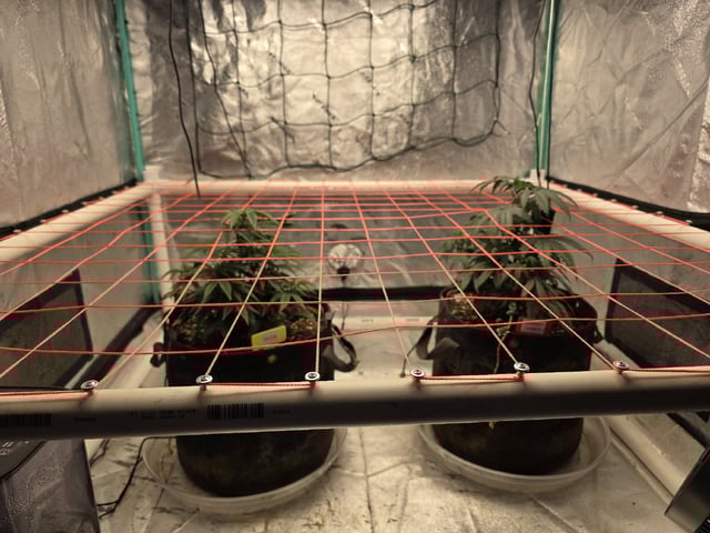 Granny Candy and PLCG — vegetative, day 51