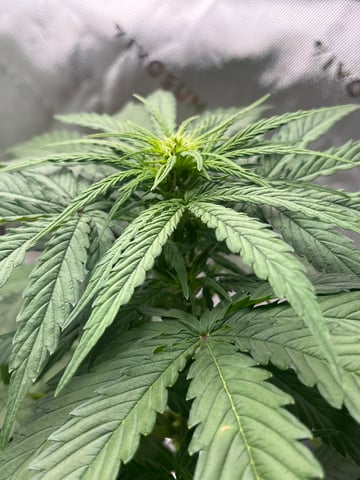 Wedding Cake Zkittlez — flower, day 1