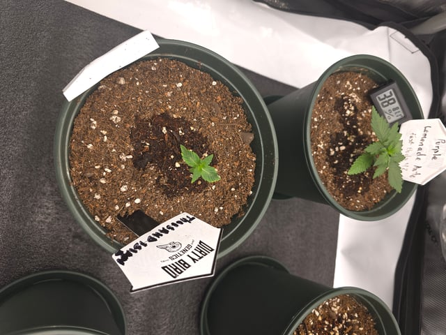 Dirty Bird - Thousand Island Fem & Platinum Kush Breath Remix x Grape Cakehead Fem Photo  — seedling_rooting, day 4